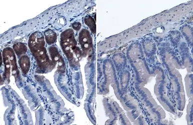 Anti-p70 S6K (phospho Thr421/Ser424) antibody [HL129] used in IHC (Paraffin sections) (IHC-P). GTX635621